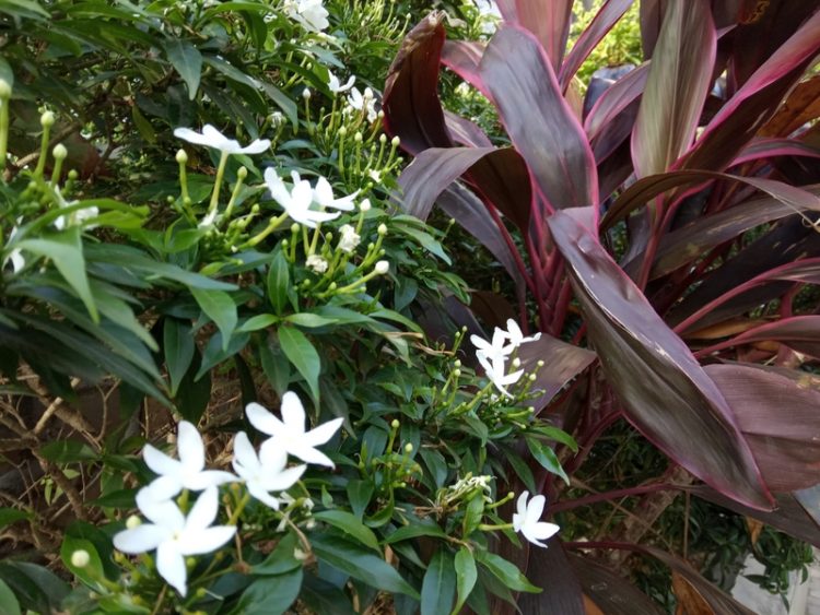 Hasil Jepretan Kamera Redmi 6A